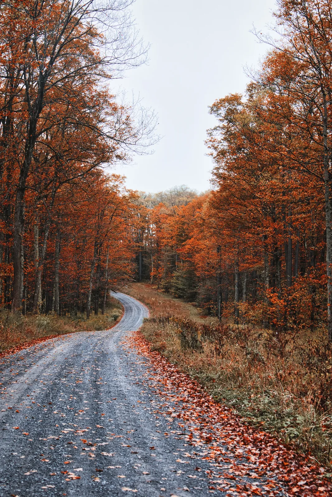 An empty road through autumn forest