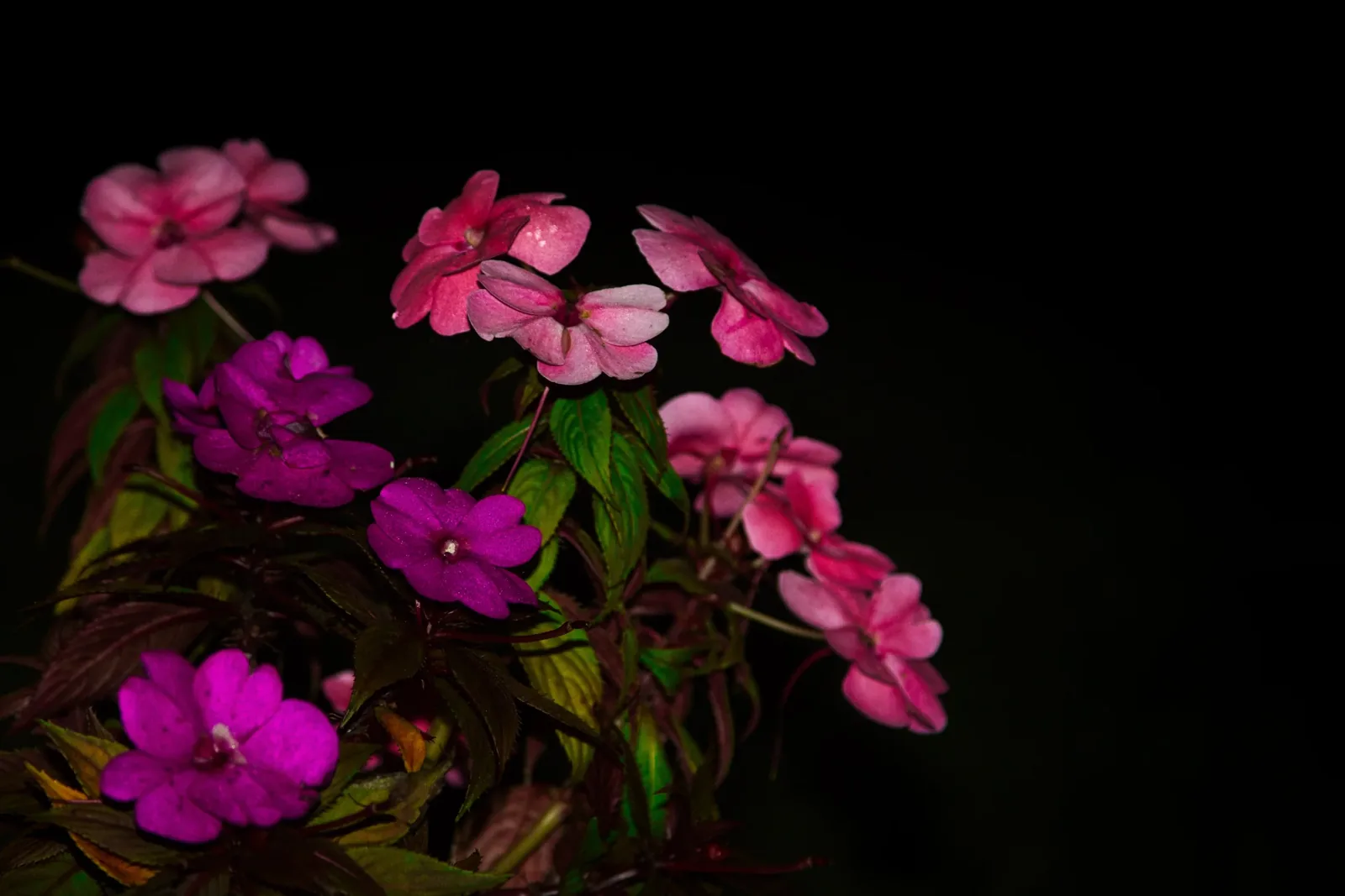 Pink flowers in soft light