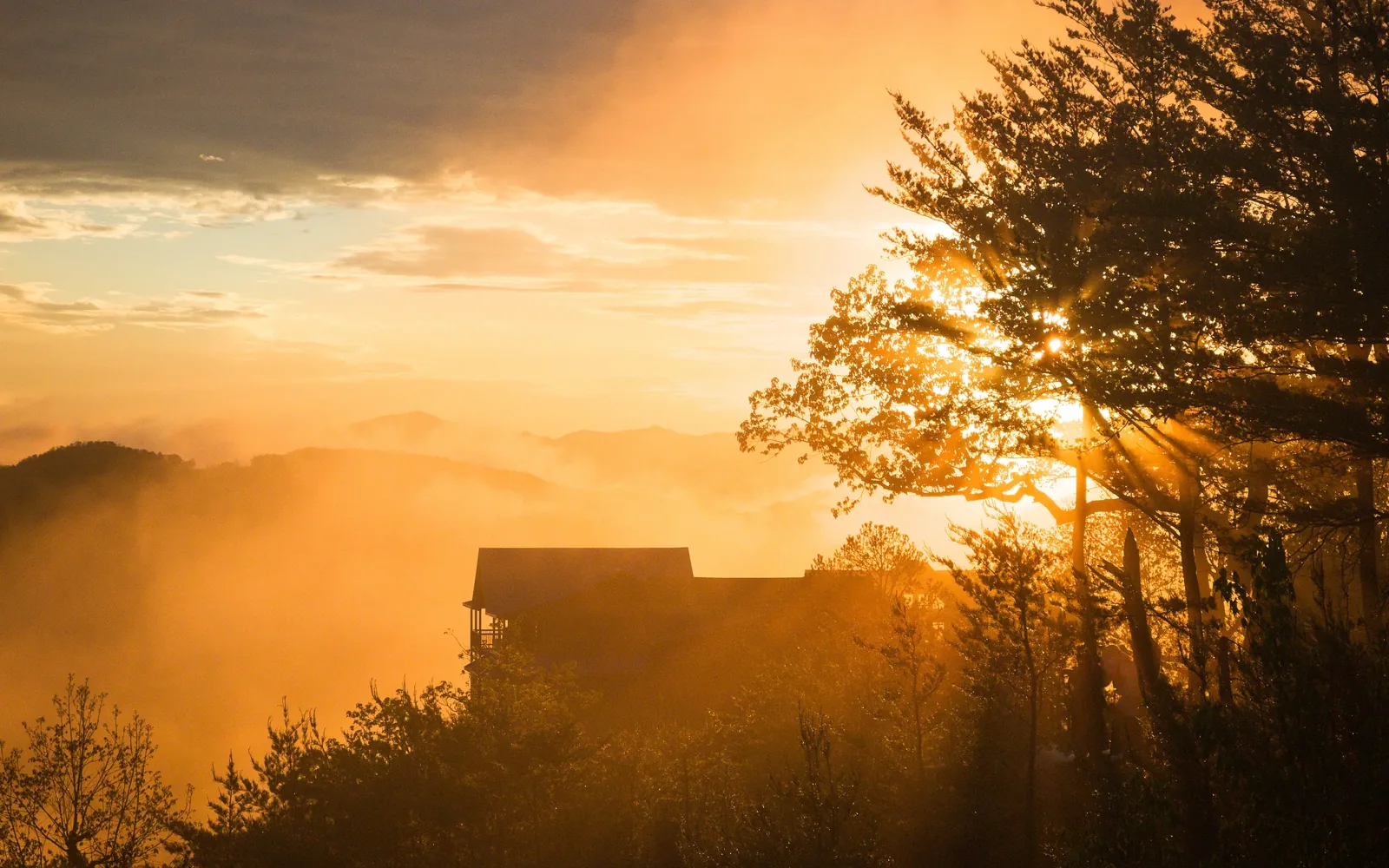 Sunrise filtering through tall pines