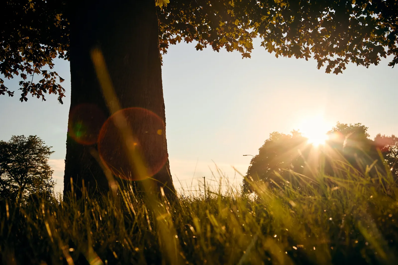 A lone oak backlit by the setting sun over a meadow